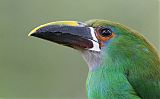 Southern Emerald-Toucanetborder=